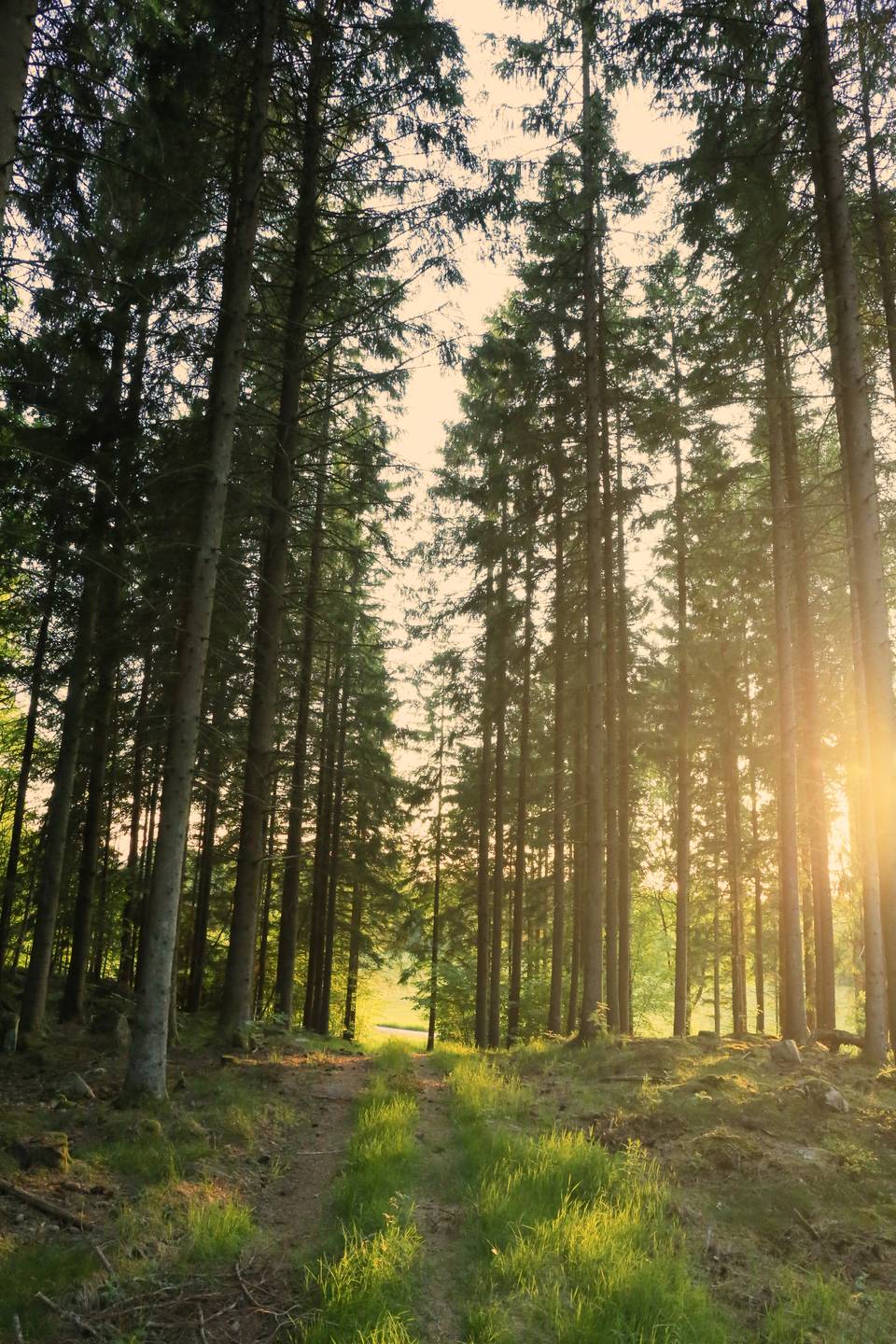 Granskog i kvällsljus med en stig som leder framåt